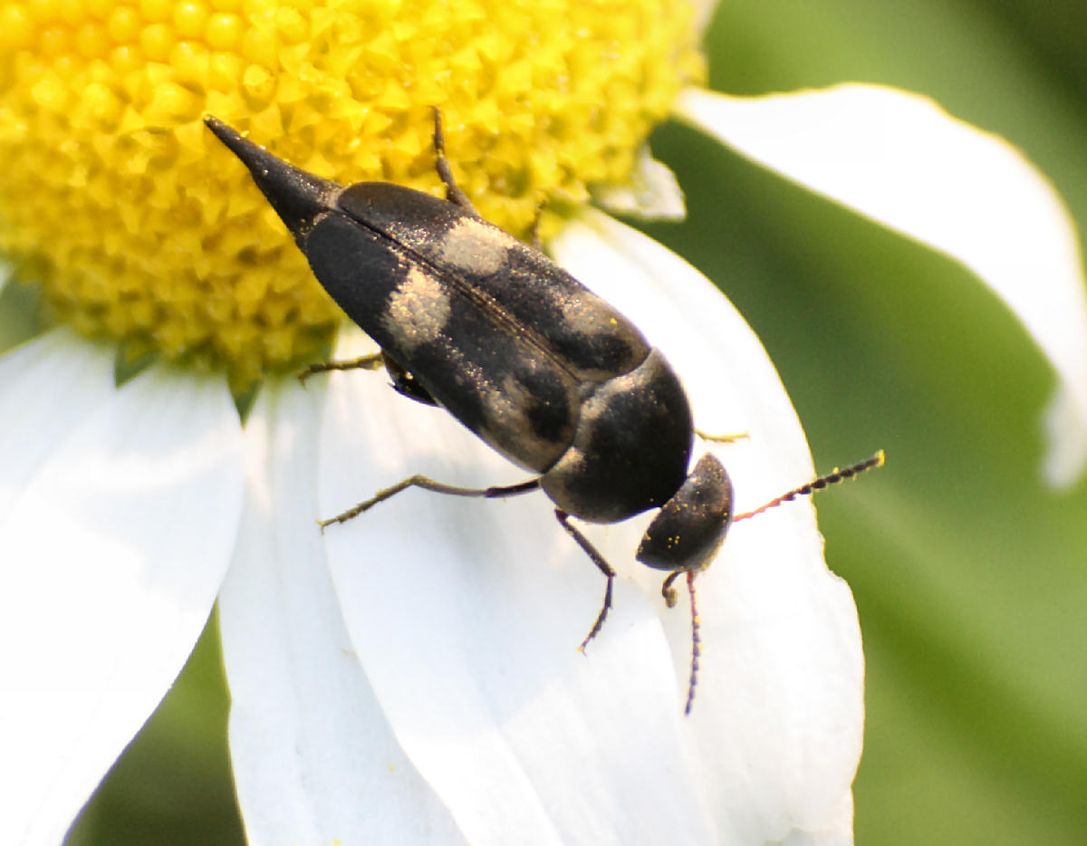 Variimorda villosa da confermare